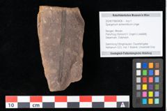 Foto (Objekt + Etikett) von Sparganium acheronticum Unger (NHMW-GEO-2024-0188-0438)